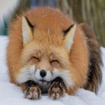 AzzyFox
